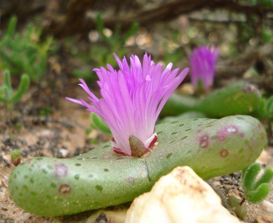 Diplosoma retroversum leaves green 